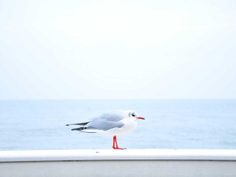 Imagem 4 de Honda Civic 2020 Automático