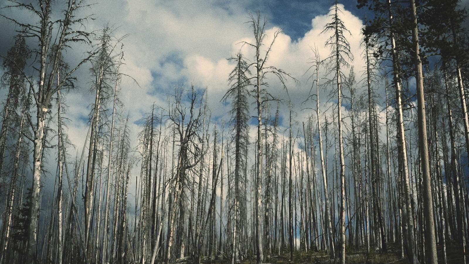 Imagem 4 de Apartamento 2Q - Zona Residencial