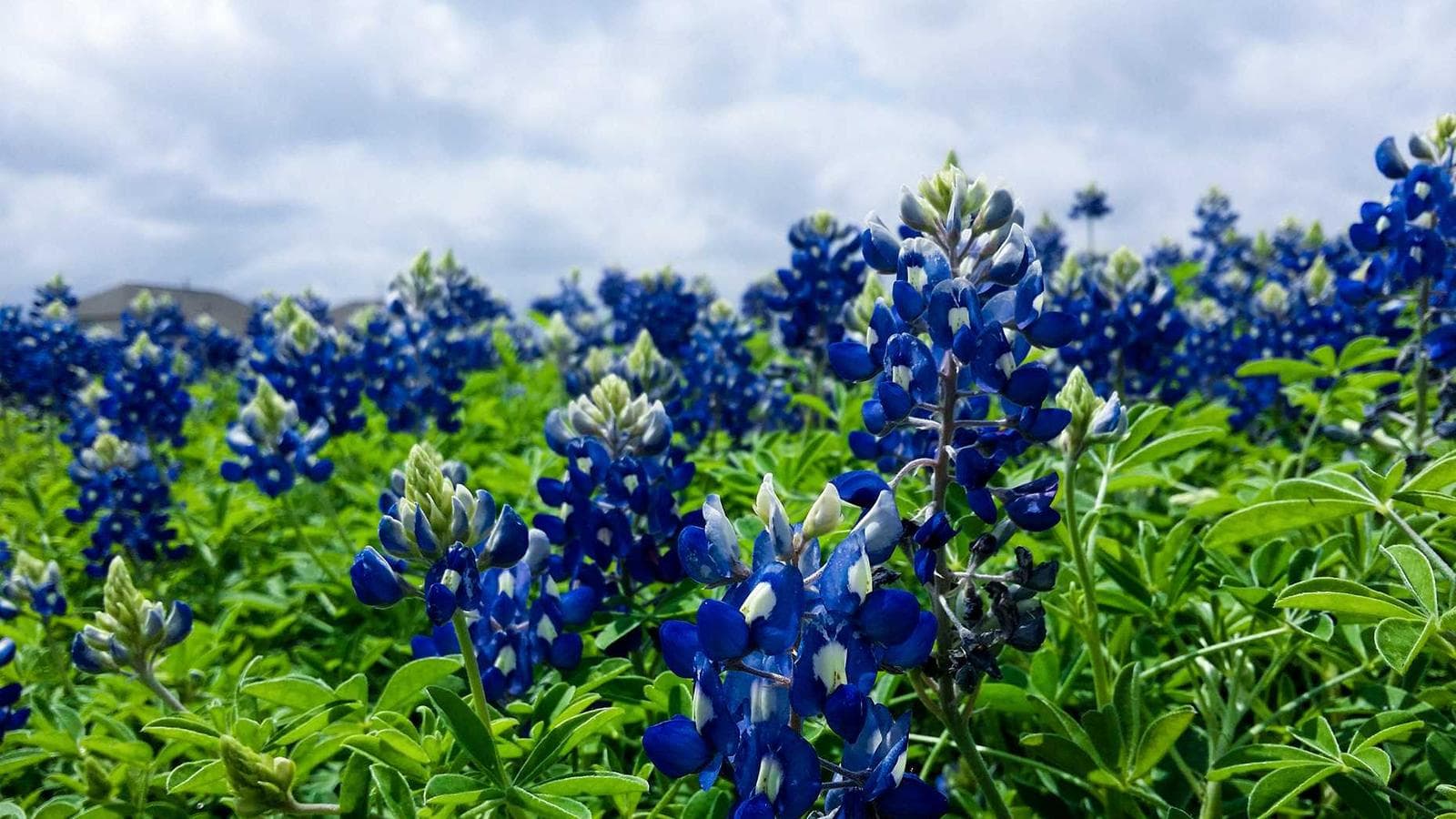 Imagem 2 de Toyota Corolla 2019 Automático