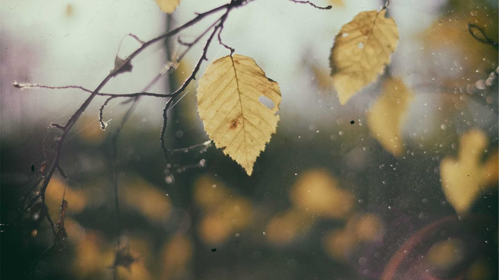 Imagem 3 de Lote de 50 Cadeiras Gamer