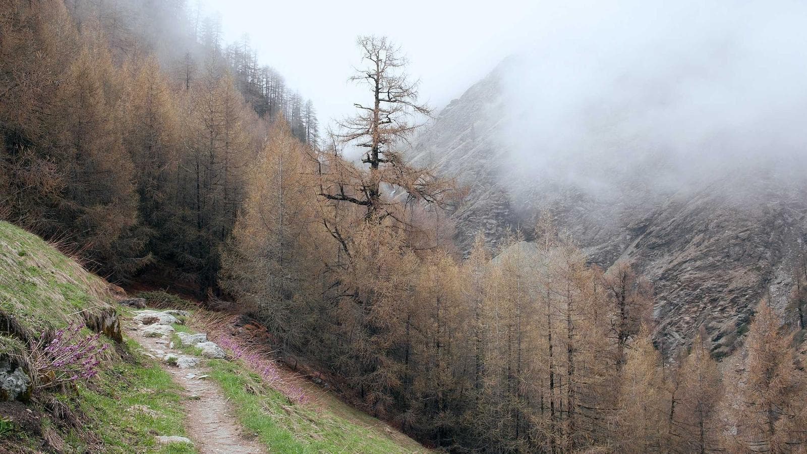 Imagem 3 de Toyota Corolla 2019 Automático