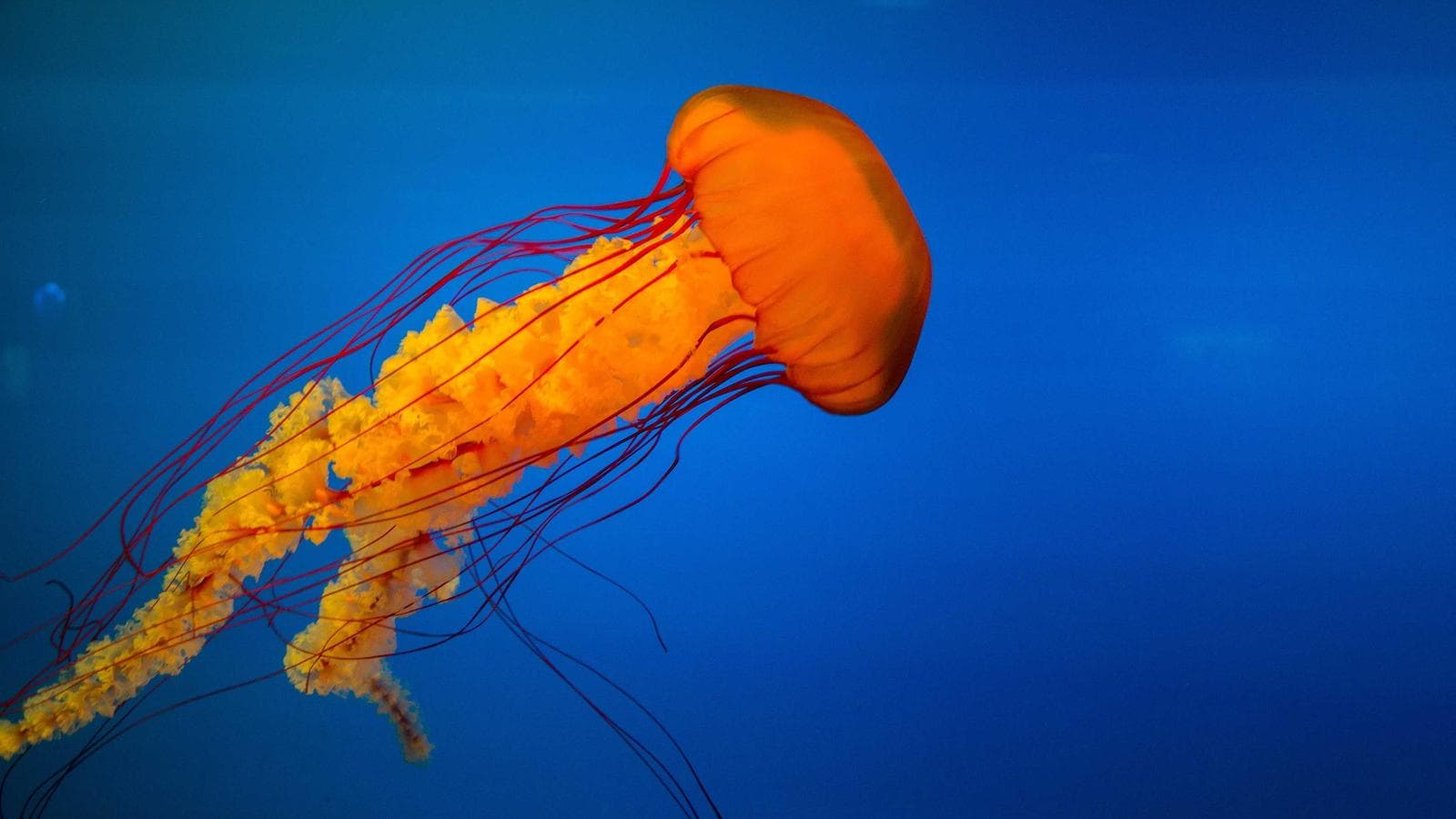 Imagem 3 de Fiat Uno 2018 Hatch