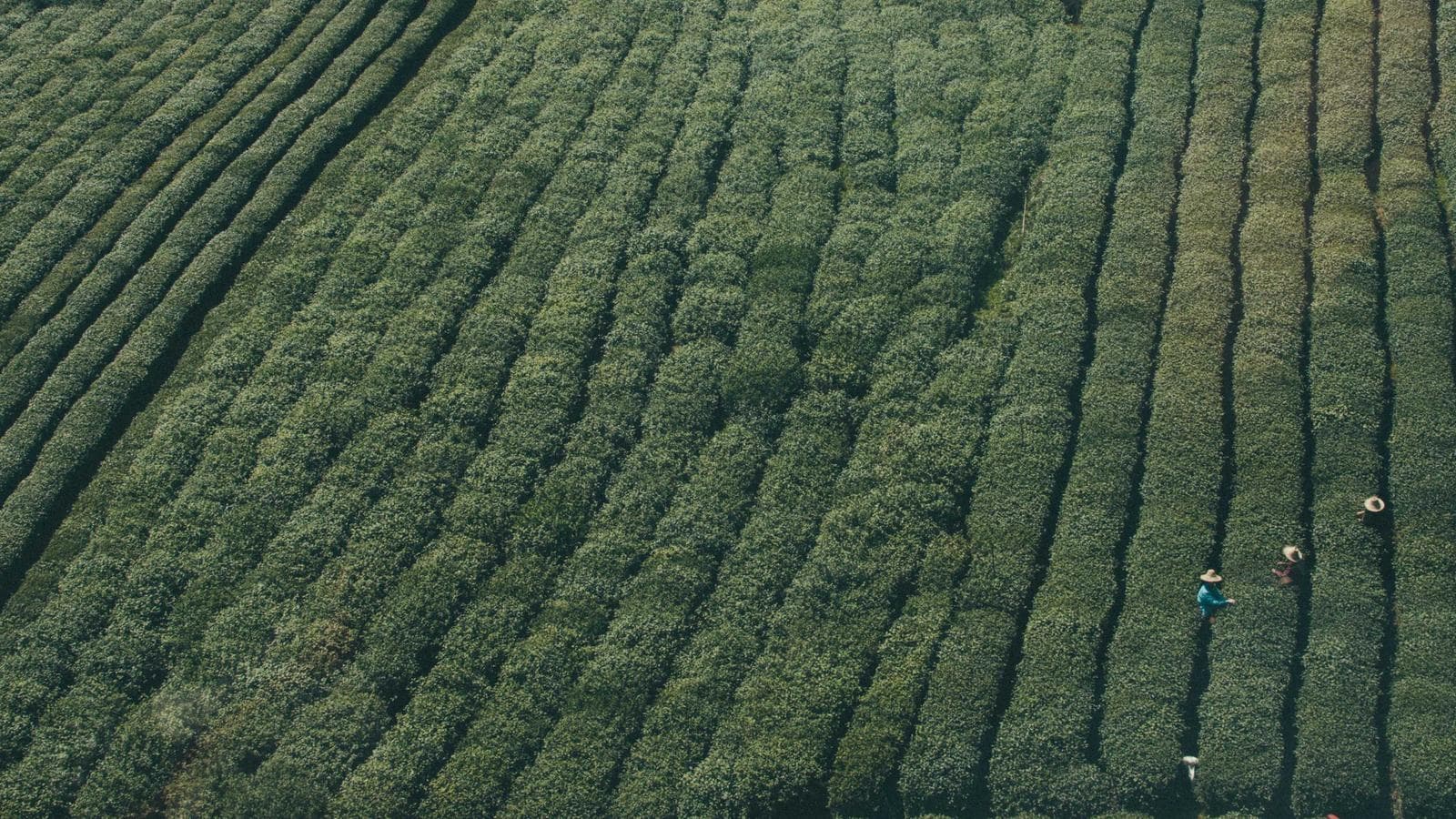 Imagem 3 de Lote de 30 Mesas de Escritório